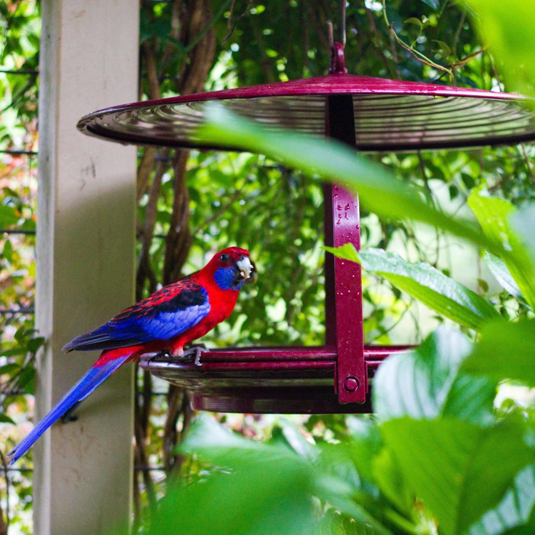 Mt Glorious Getaways Villa Mount Glorious Exterior foto